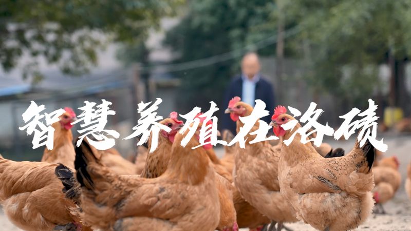 定制CHO细胞培养基，如何选择专业公司？**